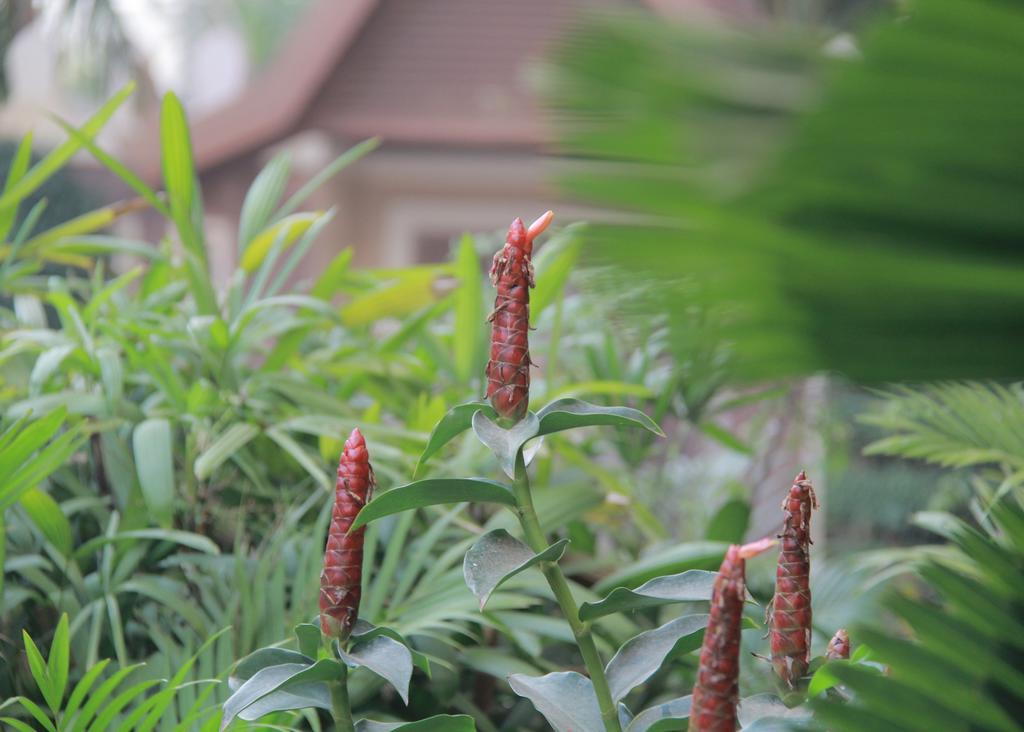 סיאם ריפ Starry Angkor Hotel מראה חיצוני תמונה